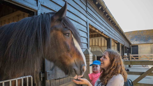 Visitors meeting Murphy, one of the Shire horse on Home Farm at Wimpole Estate, Cambridgeshire